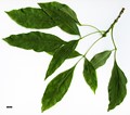 SpeciesSub: var. glabra SpeciesSub: var. glabra